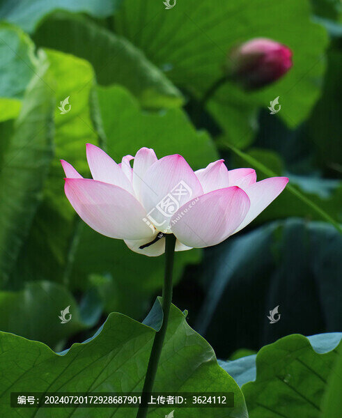 昆明翠湖荷花