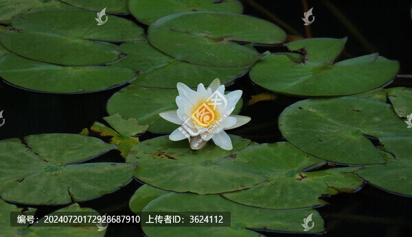 夏季睡蓮花盛開