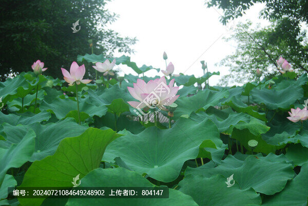 荷花