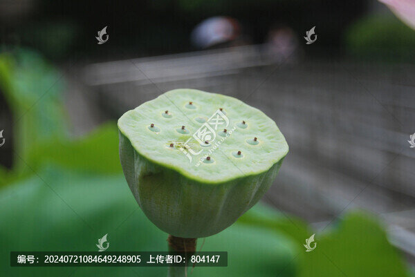 蓮蓬