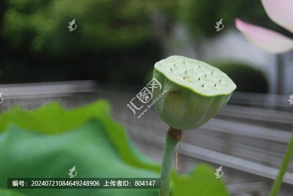 蓮蓬