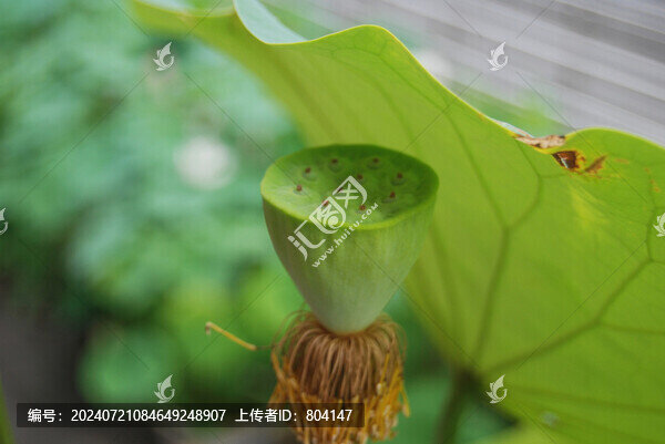 蓮蓬