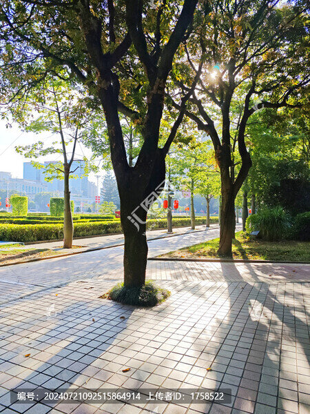 福州五一廣場樹林