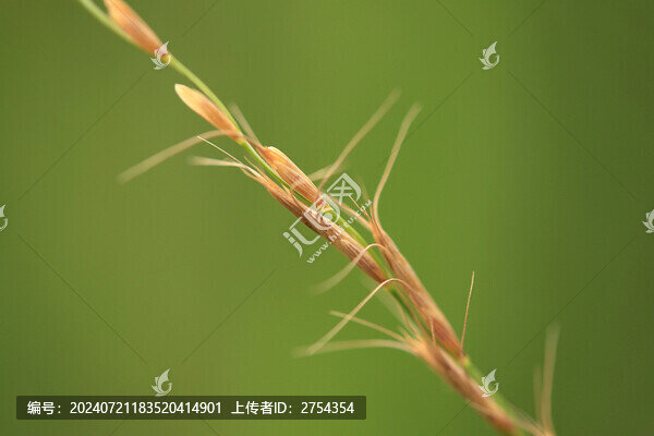 燕麥穗