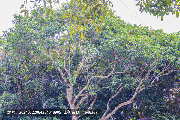 西雙版納植物園的百果園樹梢