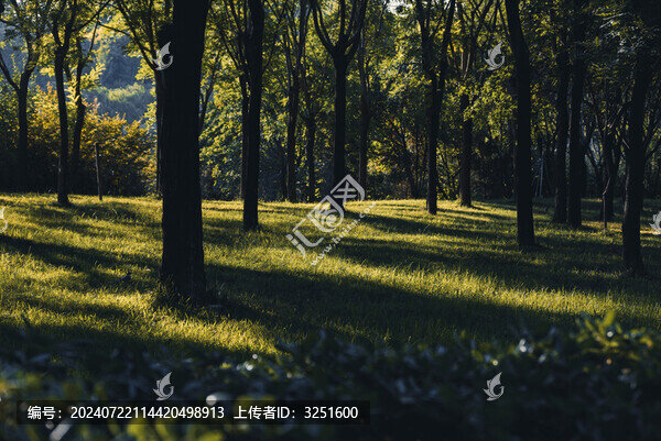 夏日光影