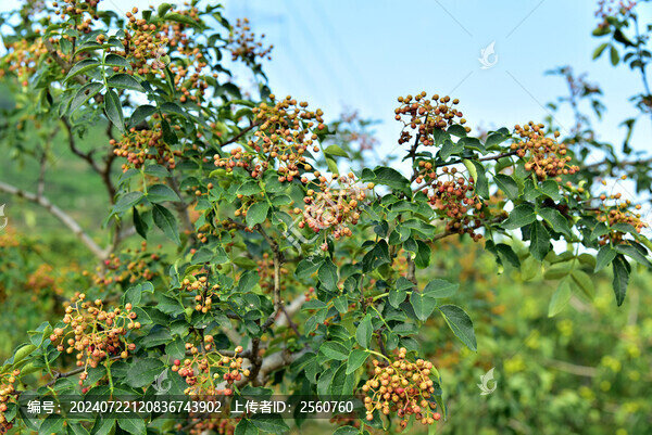 花椒