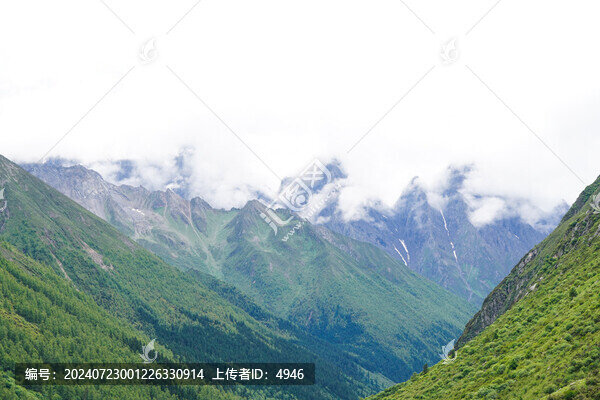 高山森林