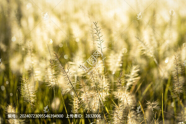 陽光下的狗尾草