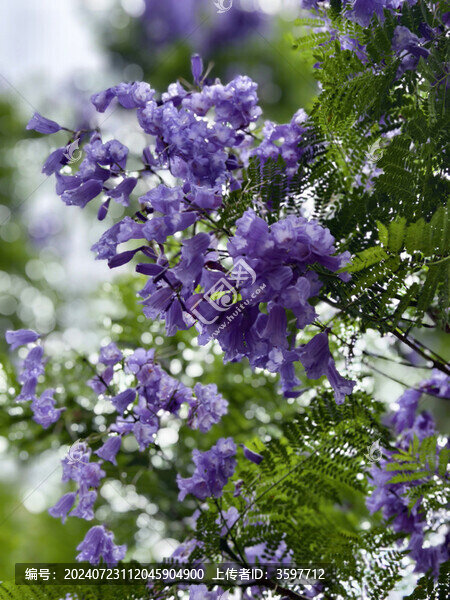 藍花楹