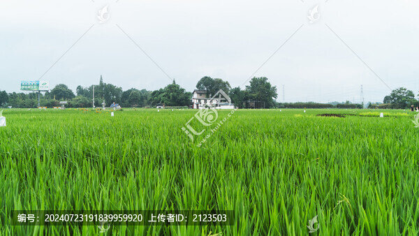鄉(xiāng)村大片稻田