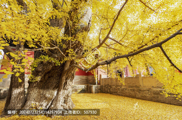 北京大覺(jué)寺千年銀杏樹(shù)
