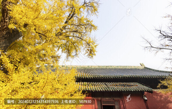 北京大覺寺千年銀杏樹