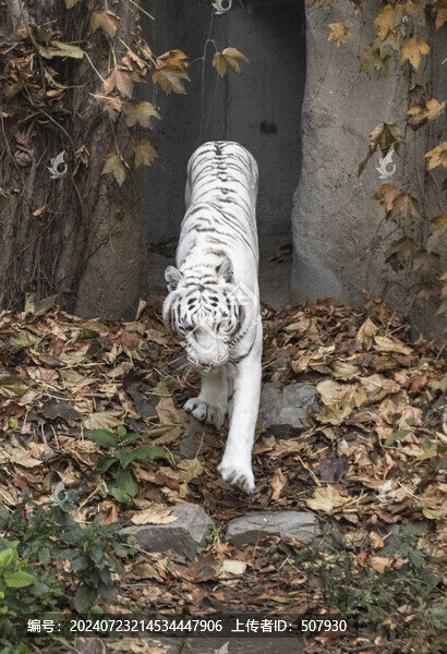 白老虎