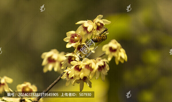 臘梅花