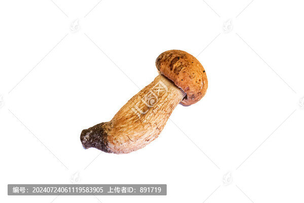 美味牛肝菌