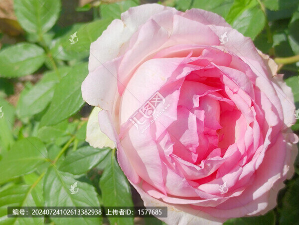 鮮花