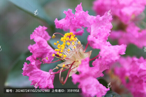 紫薇花