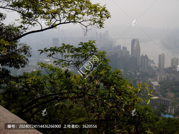 樹枝掩映下的長(zhǎng)江南岸