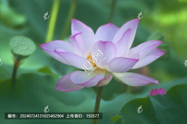 夏荷