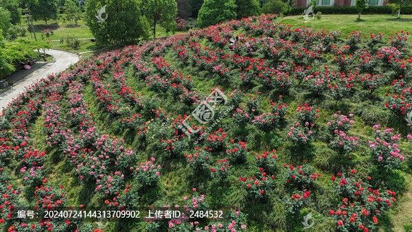 航拍玫瑰莊園