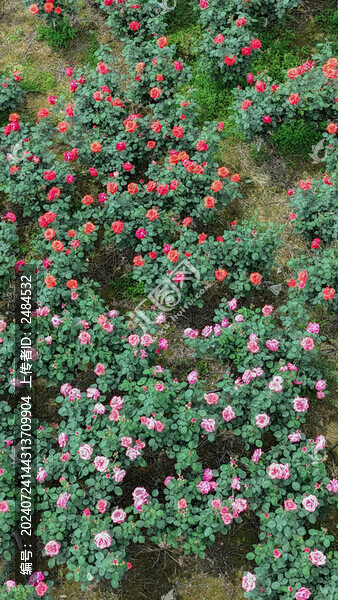 玫瑰花園