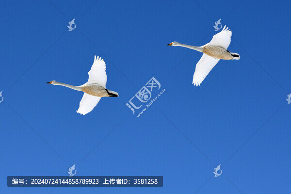 北海道天鵝