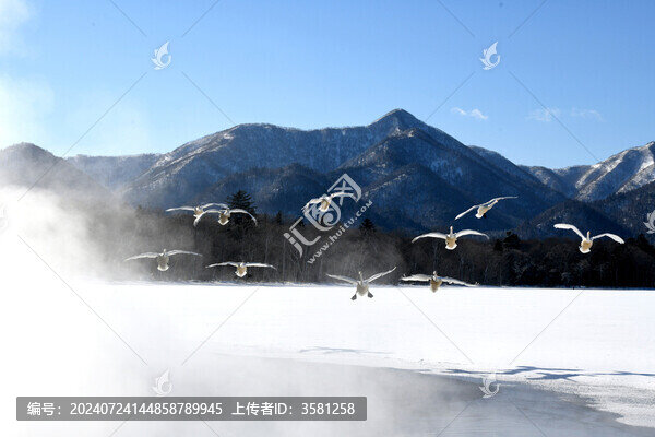 北海道天鵝