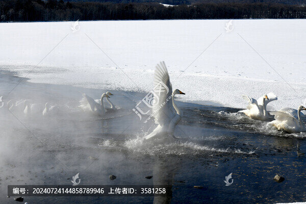 北海道天鵝