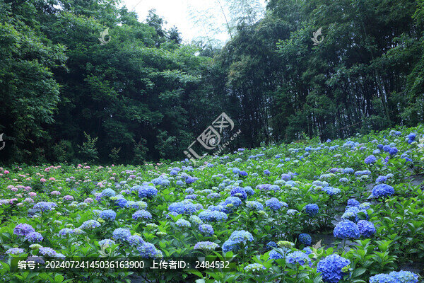 漫山遍野繡球花