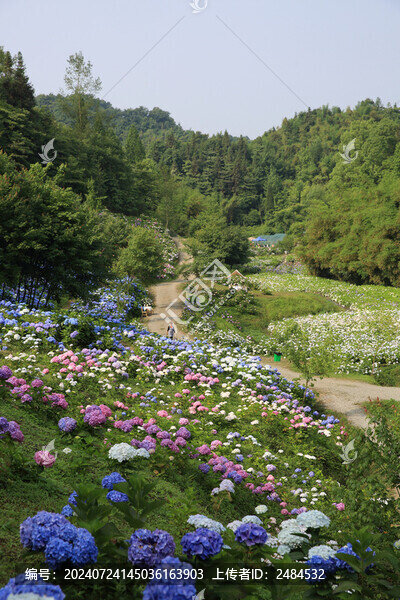 漫山遍野繡球花