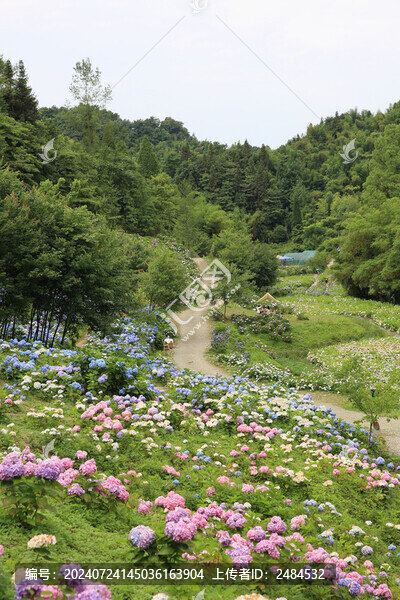 漫山遍野繡球花