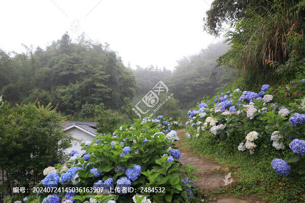 漫山遍野繡球花