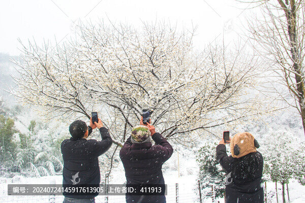 蠟梅雪景迎春