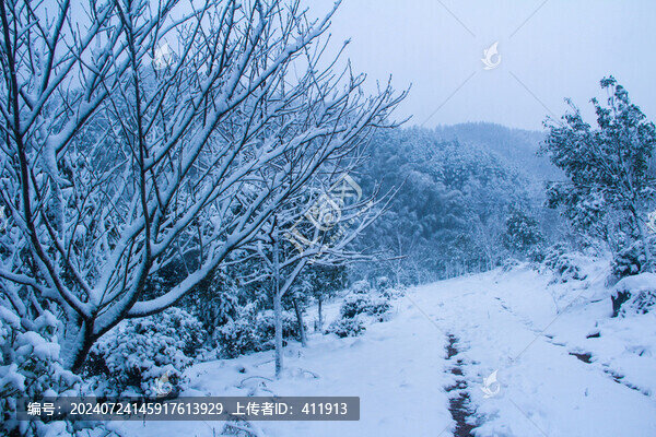 雪后樹(shù)林