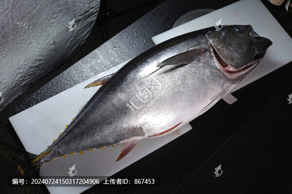 金槍魚