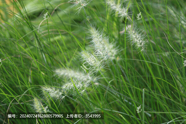 狗尾巴草