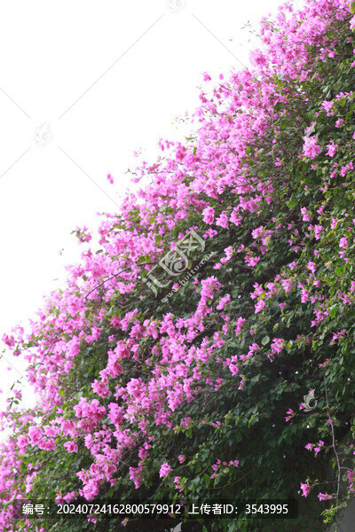 勒杜鵑花