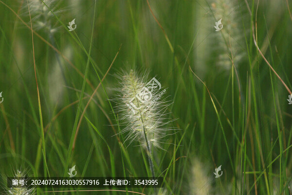 狗尾巴草