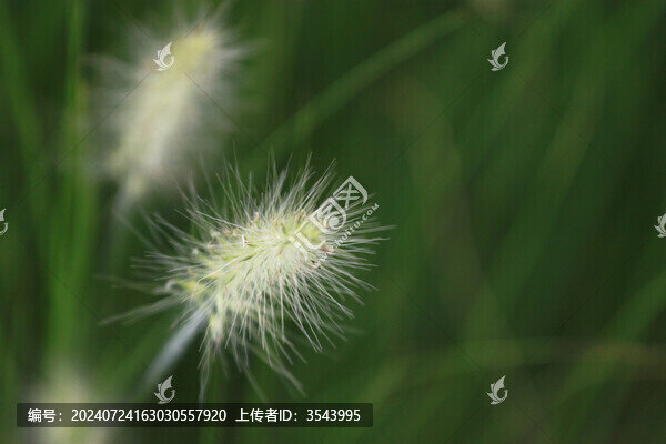 狗尾巴草