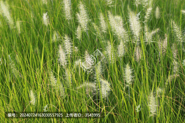 狗尾巴草