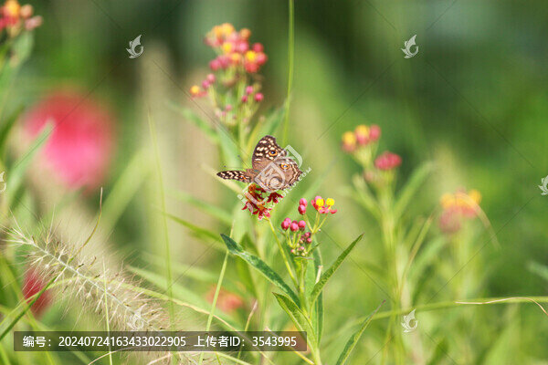 蝶戀花