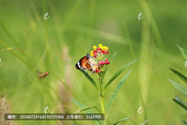 蝶戀花