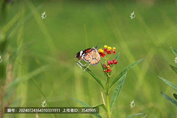 蝶戀花