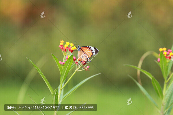 蝶戀花