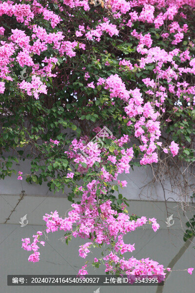 勒杜鵑花
