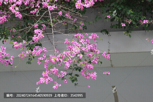 勒杜鵑花