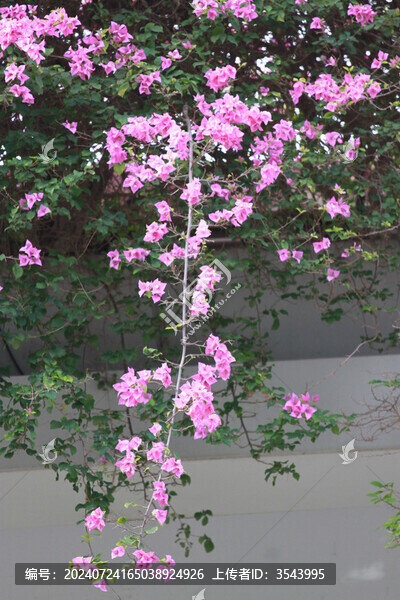 勒杜鵑