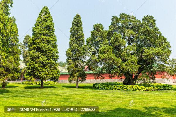 北京天壇公園松樹林