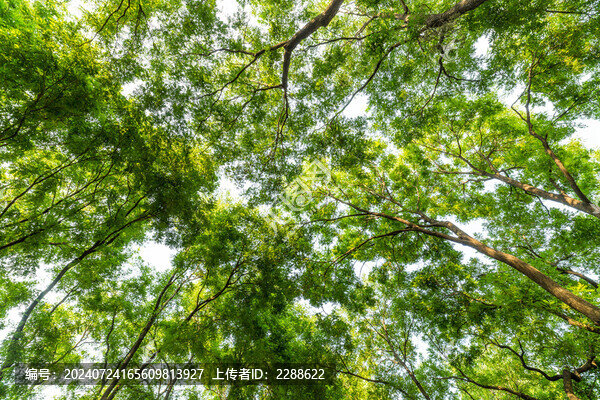 仰拍的綠色樹林